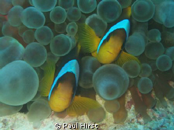 "Two of a Kind"
Ras Katy, Ras Mohammed, Sharm el Sheik, ... by Paul Hirst 